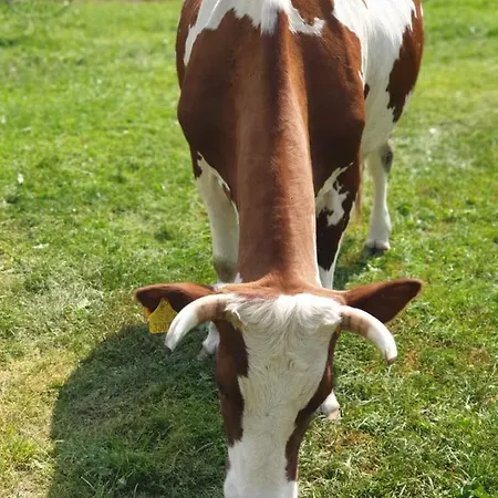 Podhale U Mikolajki-blisko Term Chocholowskich Feriegård
